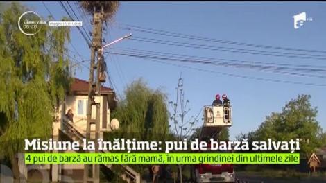 În judeţul Galaţi, mai mulţi pui de barză aflaţi în pericol au fost salvaţi de pompieri, după ce au rămas fără mamă