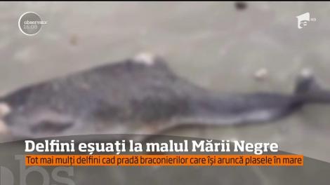 Delfini eșuați la malul Mării Negre