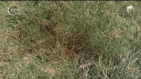 Anchetă în judeţul Galaţi! Șapte câini și o pisică au fost otrăviți în satul gălățean Braniștea