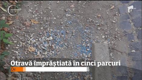 Alertă printre părinți! Locurile de joacă din parcuri, împânzite cu otravă: "Orice copil poate înghiți o astfel de granulă"
