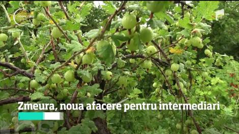 Zmeura, noua afacere pentru intermediari