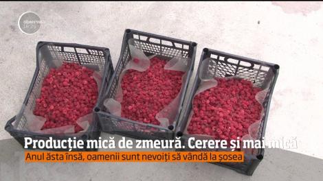 Vremea capricioasă produce la pagube &icirc;n lanţ, mai ales &icirc;n agricultură! Producţia de zmeură este serios afectată