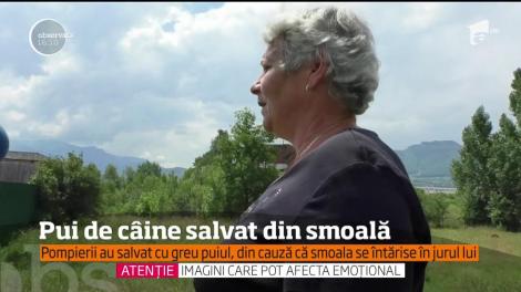 Câine salvat din smoală întărită, în Zărneşti