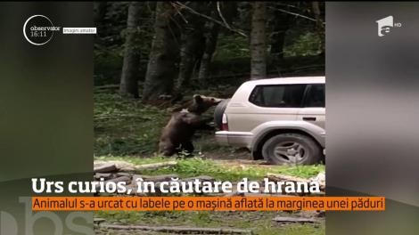 Un urs curios a dat t&acirc;rcoale unei maşini parcată la marginea unei păduri din apropierea Lacului Sf. Ana!