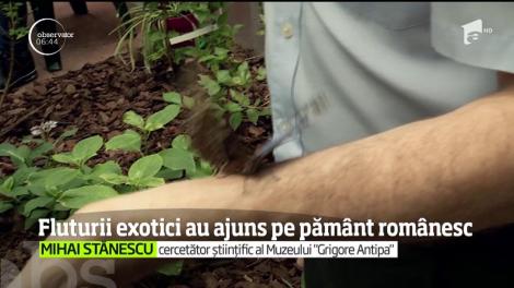 Fluturii exotici au ajuns pe pământ românesc. La Muzeul Antipa sunt expuși numai fluturi care nu sunt amenințați cu dispariția