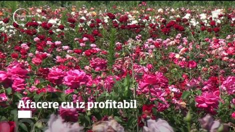 Pasiunea pentru trandafiri poate deveni, cu multă muncă, o afacere profitabilă