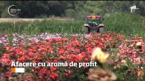 Afacere cu aromă de profit. Într-un sat din Alba se cultivă cele mai multe soiuri de trandafiri din țară