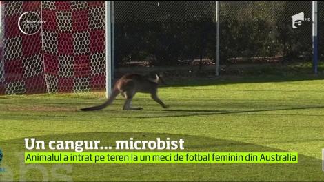 Un meci de fotbal feminin din Australia a fost întrerupt după ce un spectator a pătruns pe teren