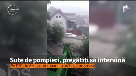 Sute de pompieri, pregătiți să intervină. Pe DN1, în Azuga, un copac s-a prăbușit pe șosea