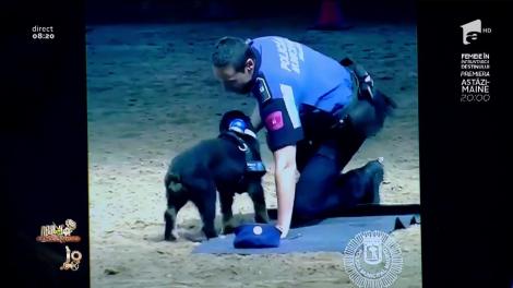 Smiley news! Poncho, cățelul salvator, resuscitează un om aflat în stop cardio-respirator