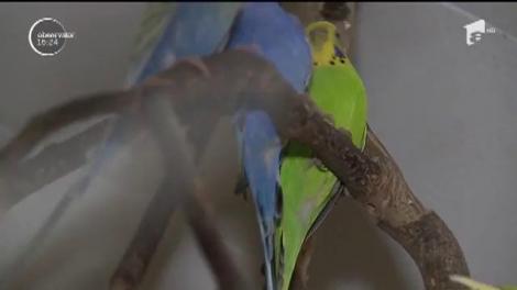 Animale de companie abandonate. Tot mai multe animale de companie sunt abandonate