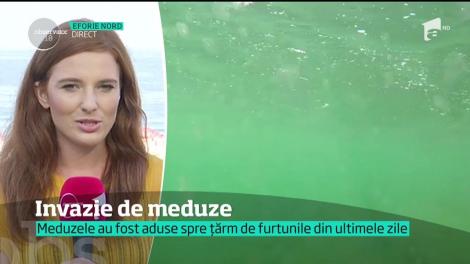 Invazie de meduze. Meduzele au fost aduse spre țărm de furtunile din ultimele zile