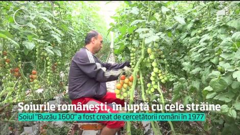 Soiurile românești, în luptă cu cele străine. 90% dintre roşiile din pieţe şi magazine provin din seminţe aduse din străinătate