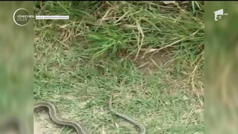 Șarpe de aproape doi metri, capturat la o grădiniţă din Drobeta-Turnu Severin!