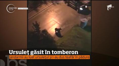 Ursuleț găsit în tomberon, într-un cartier din Buşteni