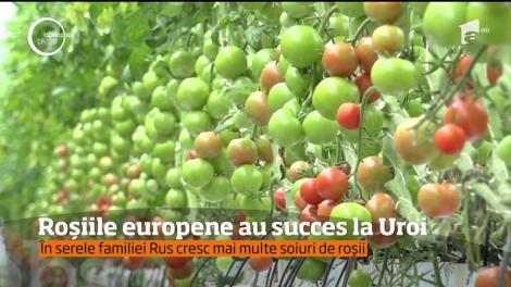 Un fermier adună tone de roşii pe zi, după ce a accesat fonduri europene