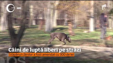 Localnicii unei comune Timiş, nevoiţi să se baricadeze în case sau în maşini de frica unor câini de luptă!