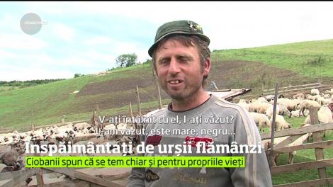 Este panica printre ciobanii din Mureş!