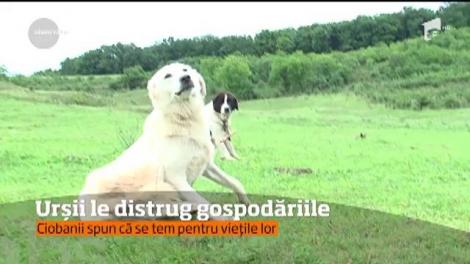 Stâne atacate de urși, în Mureș Păgubiţii vor încerca să-şi recupereze daunele cu ajutorul Primăriei