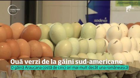 Au apărut ouăle verzi-albăstrui. Provin de la găinile Araucana, o specie din America de Sud