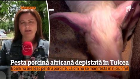 Pesta porcină africană, o boală fără leac pentru animale, a fost depistată