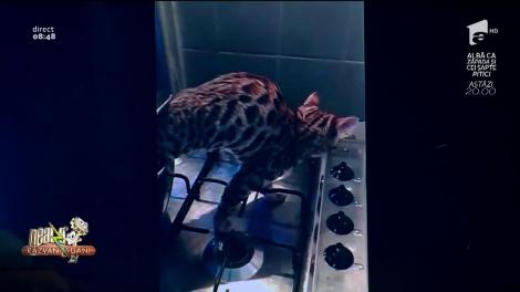 Smiley News! Ce se întâmplă în oala pe care tocmai vrei să o pui pe foc