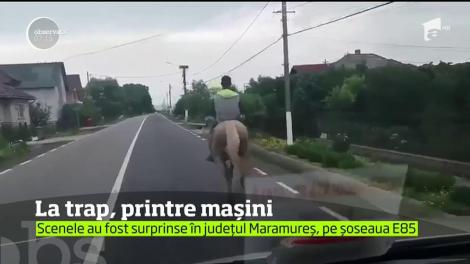 Scene incredibile surprinse în judeţul Maramureş