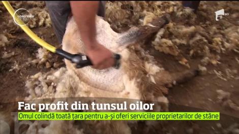 Un bărbat din Alba a deschis o afacere inedită. Face profit din tunsul oilor