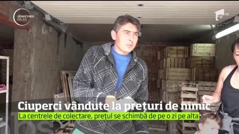 În timp ce străinii dau bani grei pe ciupercile româneşti, culegătorii primesc pe ele preţuri de nimic