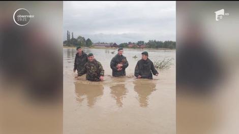 Căprioară salvată de militari, în Covasna