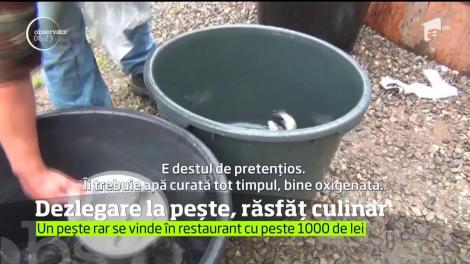 Deşi a fost vineri, a fost dezlegare la peşte, iar asta s-a văzut în pieţe şi în restaurante