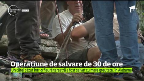 Operațiunea de salvare de 30 de secunde a unei căţeluşe de numai şapte săptămâni