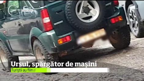 În județul Covasna, un urs a fost prins în timp ce încerca să spargă o maşină parcată