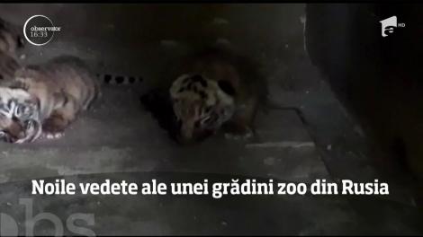 Șase pui de tigru siberian, vedetele unei grădini zoologice din Rusia
