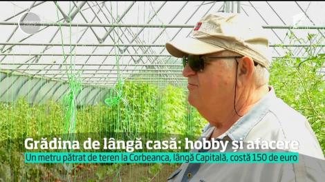 Grădina din curtea casei, între hobby și afacere