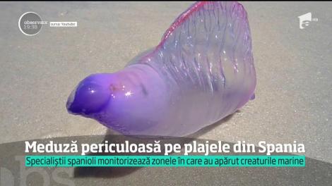 Alertă în Spania! Cea mai periculoasă specie de meduze, descoperită pe plaje! Poate provoca paralizie și chiar stop cardiac