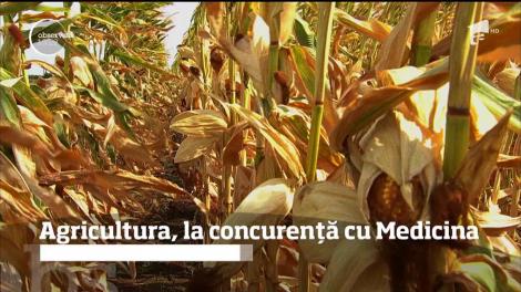 Fondurile europene refac topul facultăţilor preferate de absolvenţii de liceu. Agricultura, la concurență cu Medicina