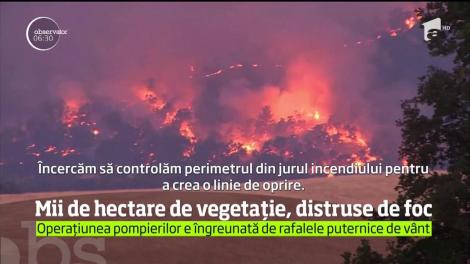 Incendiu devastator de vegetaţie în California