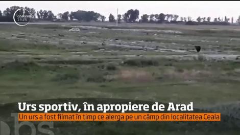 Atenţie pe unde vă plimbaţi cu bicicleta când sunteţi în judeţul Arad! Un urs a fost filmat pe un câmp în zona Ceala