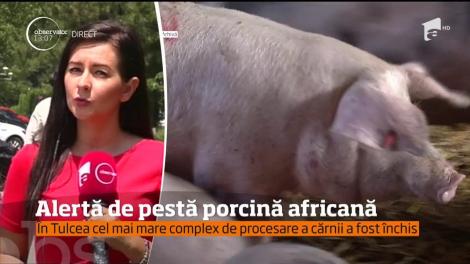 Alertă de pestă porcină la Tulcea şi Satu Mare!
