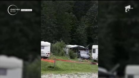 Ursoaica cu pui, la masă la Bușteni. Animalele au fost filmate în containerele de lângă rulotele de la Bușteni