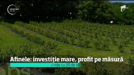 Afinele: investiție mare, profit pe măsură. Un kilogram de afine se vinde cu 20 de lei