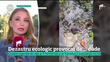 Alertă! Păsări moarte după ce au mâncat dude. Cât sunt de periculoase aceste fructe pentru organismul uman?