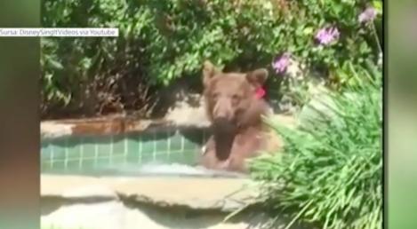 Jacuzzi-ul unei familii din California a ajuns locul de joacă al unui urs