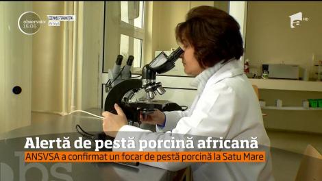 Alertă de pestă porcină africană. ANSVSA a confirmat un focar de pestă porcină la Satu Mare