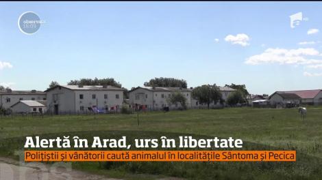 Alertă în Arad, urs în libertate. Polițiștii și vânătorii caută animalul în localitățile Sântoma și Pecica