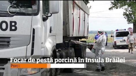 Anunțul făcut de autorități în urmă cu puțin timp! Încă un focar de pestă porcină africană a fost confirmat în Insula Mare a Brăilei