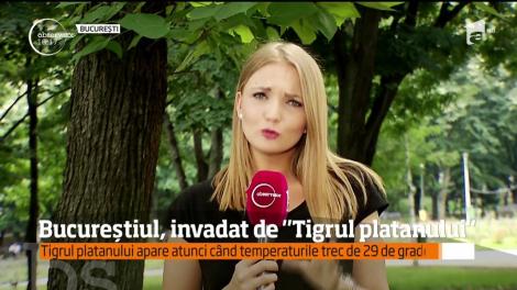 Teroare în București, după ce temperaturile din termometre au crescut! Capitala a fost invadată de insecte! Cum te poți feri de pișcăturile lor