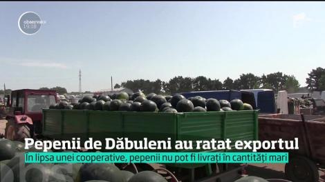 Pepenii de Dăbuleni NU mai ajung în supermarketurile din Suedia. O bună parte dintre ei se vor strica pe câmp şi în acest an