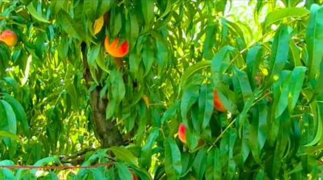 2018 este anul piersicilor!